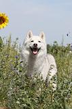 SIBERIAN HUSKY 080